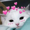 ainoneko
